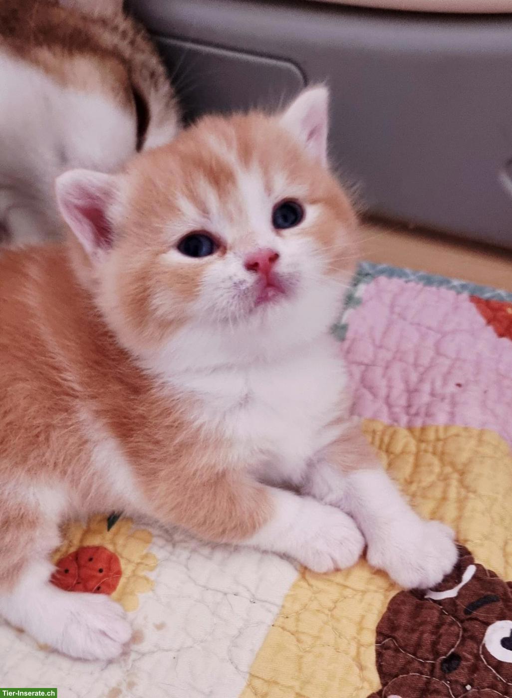 Bild 3: Wunderschöne Britisch Kurzhaar Kitten aus Hobbyzucht