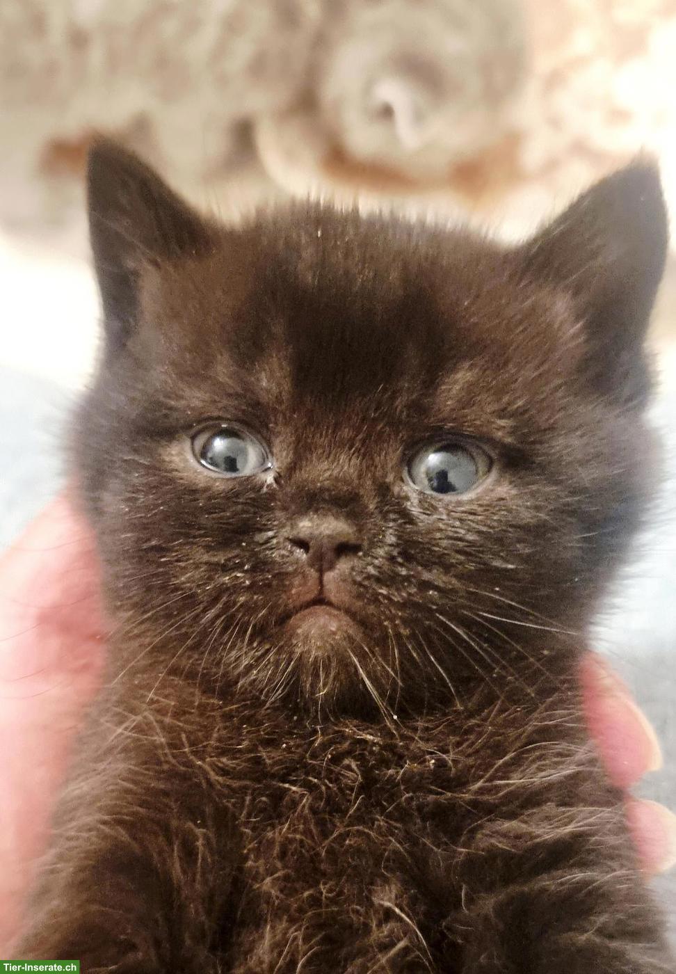 Bild 4: Wunderschöne Britisch Kurzhaar Kitten aus Hobbyzucht