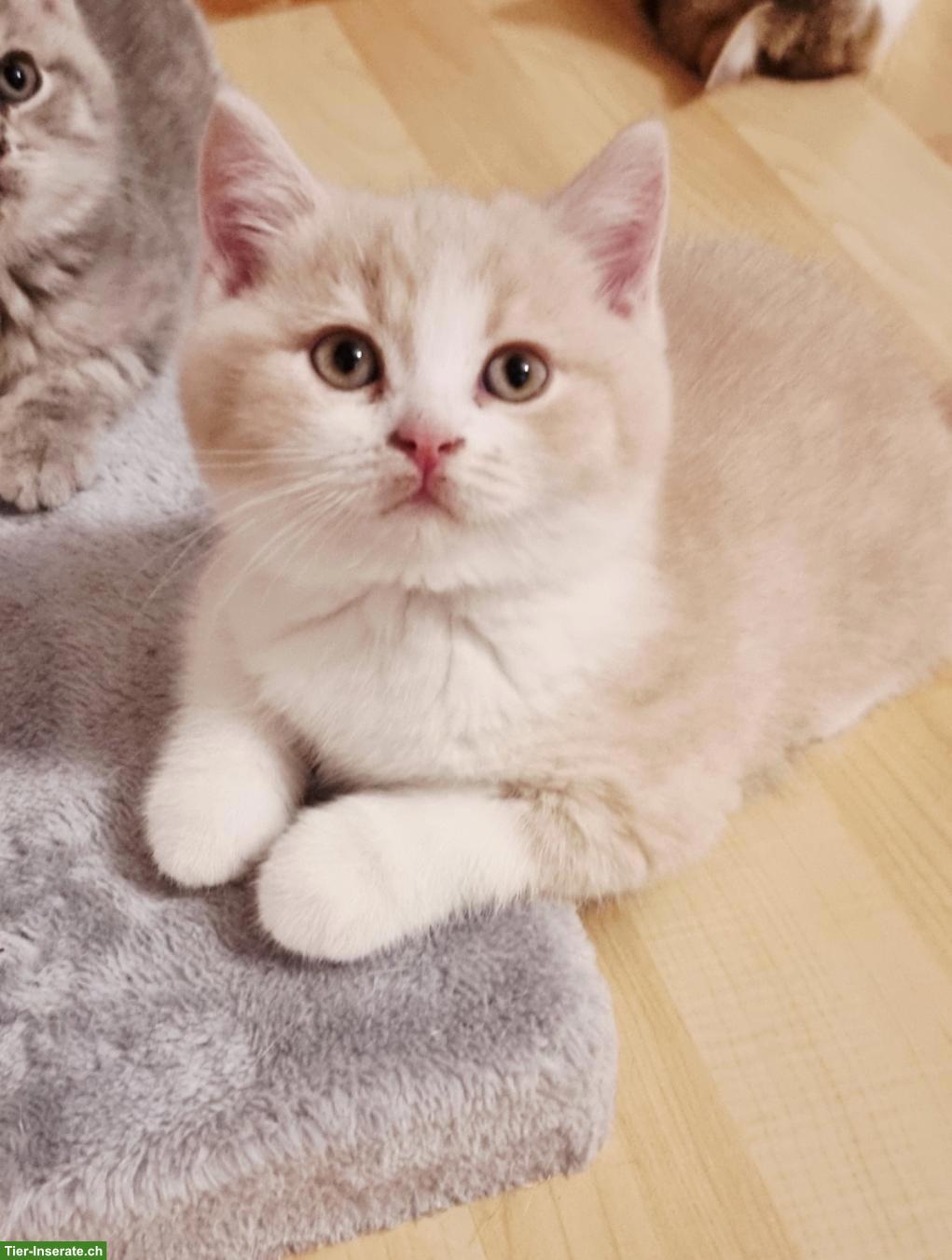 Bild 5: Wunderschöne Britisch Kurzhaar Kitten aus Hobbyzucht