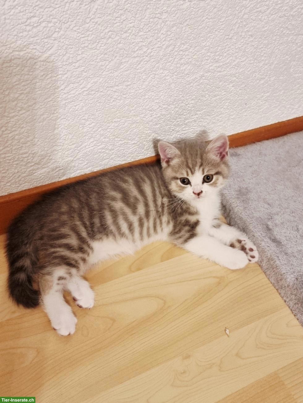 Bild 6: Wunderschöne Britisch Kurzhaar Kitten aus Hobbyzucht