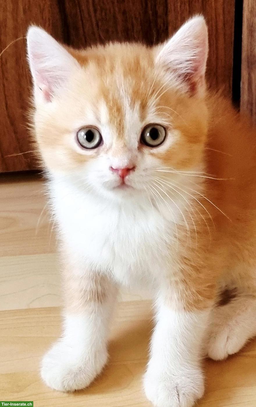 Bild 7: Wunderschöne Britisch Kurzhaar Kitten aus Hobbyzucht