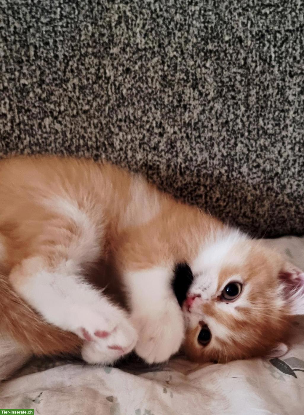 Bild 8: Wunderschöne Britisch Kurzhaar Kitten aus Hobbyzucht