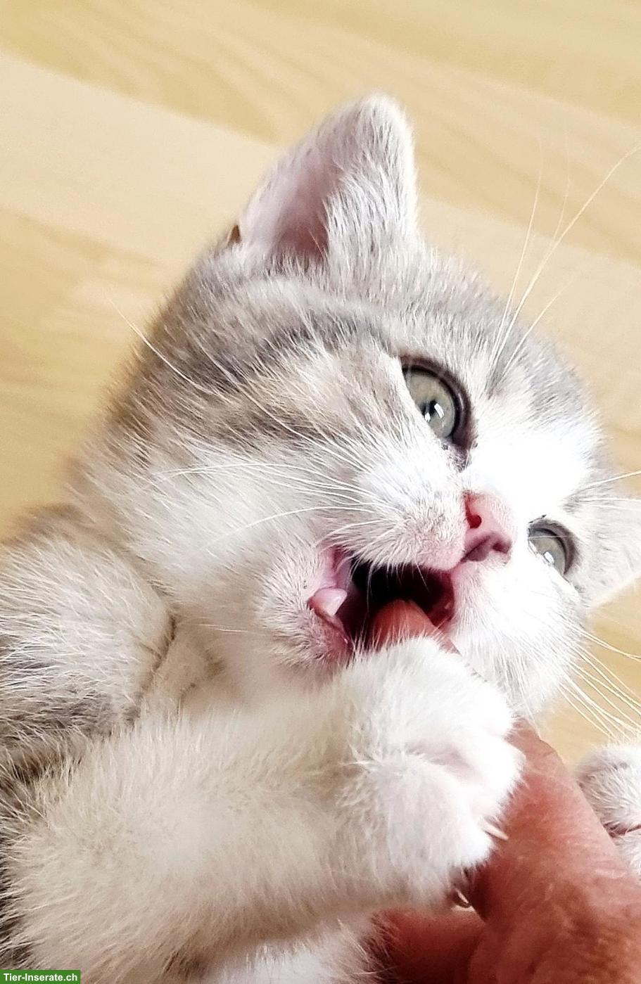 Bild 9: Wunderschöne Britisch Kurzhaar Kitten aus Hobbyzucht