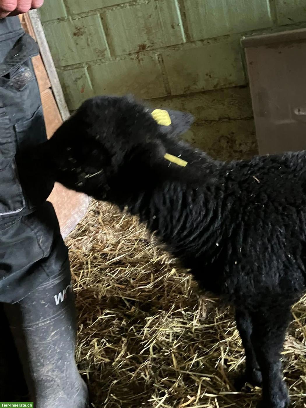 Bild 6: Schafe zu verkaufen: Böckli und Lämmer