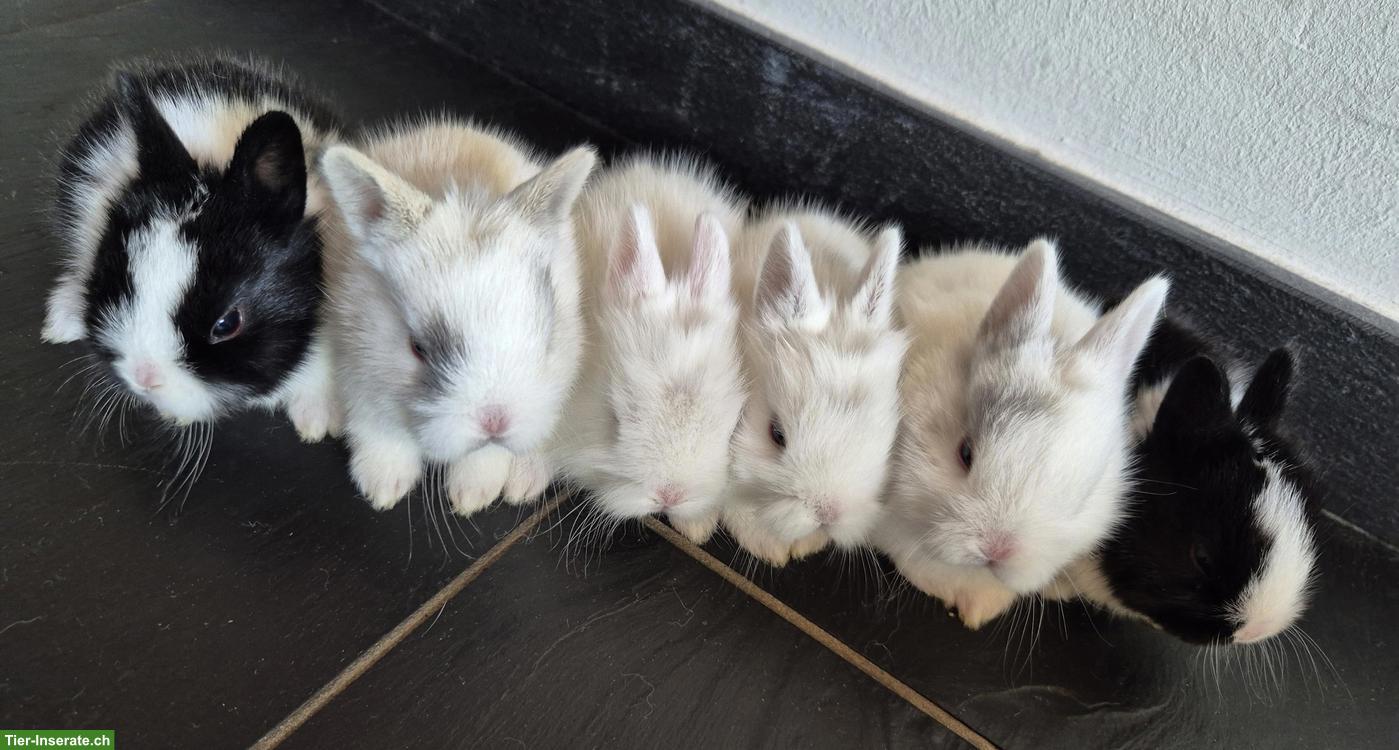Junge Löwenkopf Mix Zwerghasen