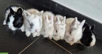 Junge Löwenkopf Mix Zwerghasen