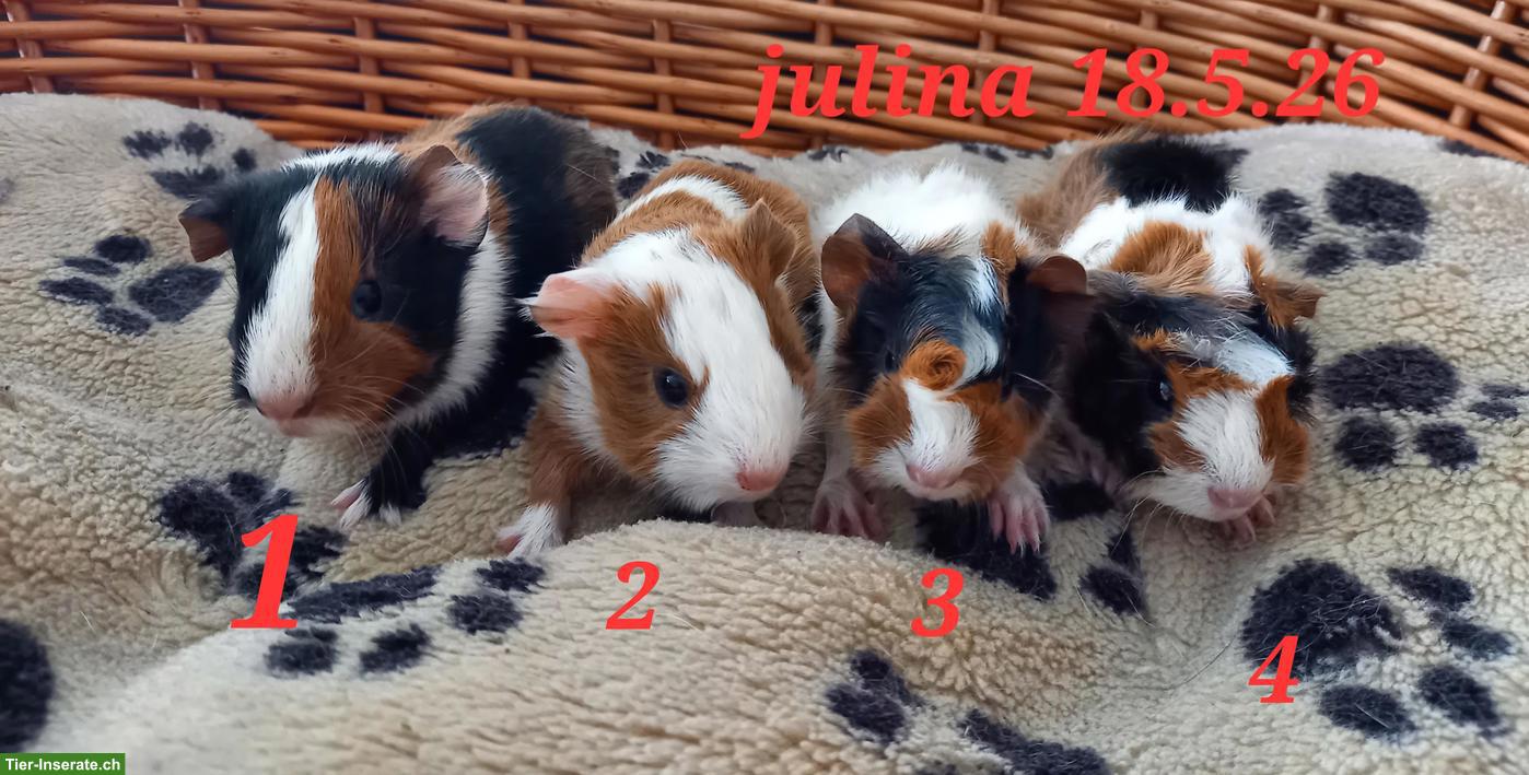 Bild 2: Junge Meerschweinchen suchen liebevolles Zuhause