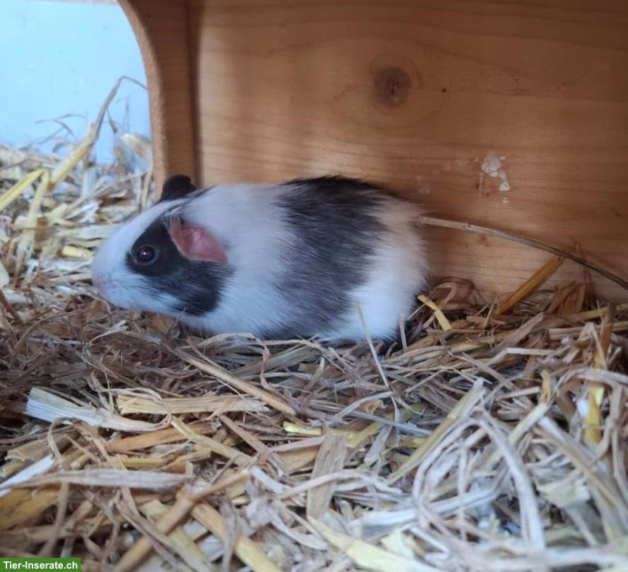 Bild 3: Junge Meerschweinchen suchen liebevolles Zuhause