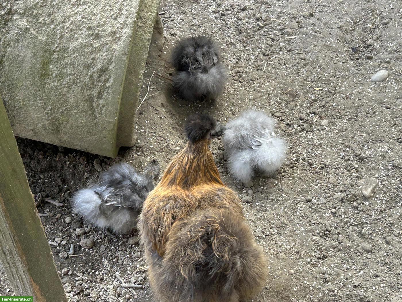 Bild 3: Seidenhuhn & 2 Showgirls zu verkaufen