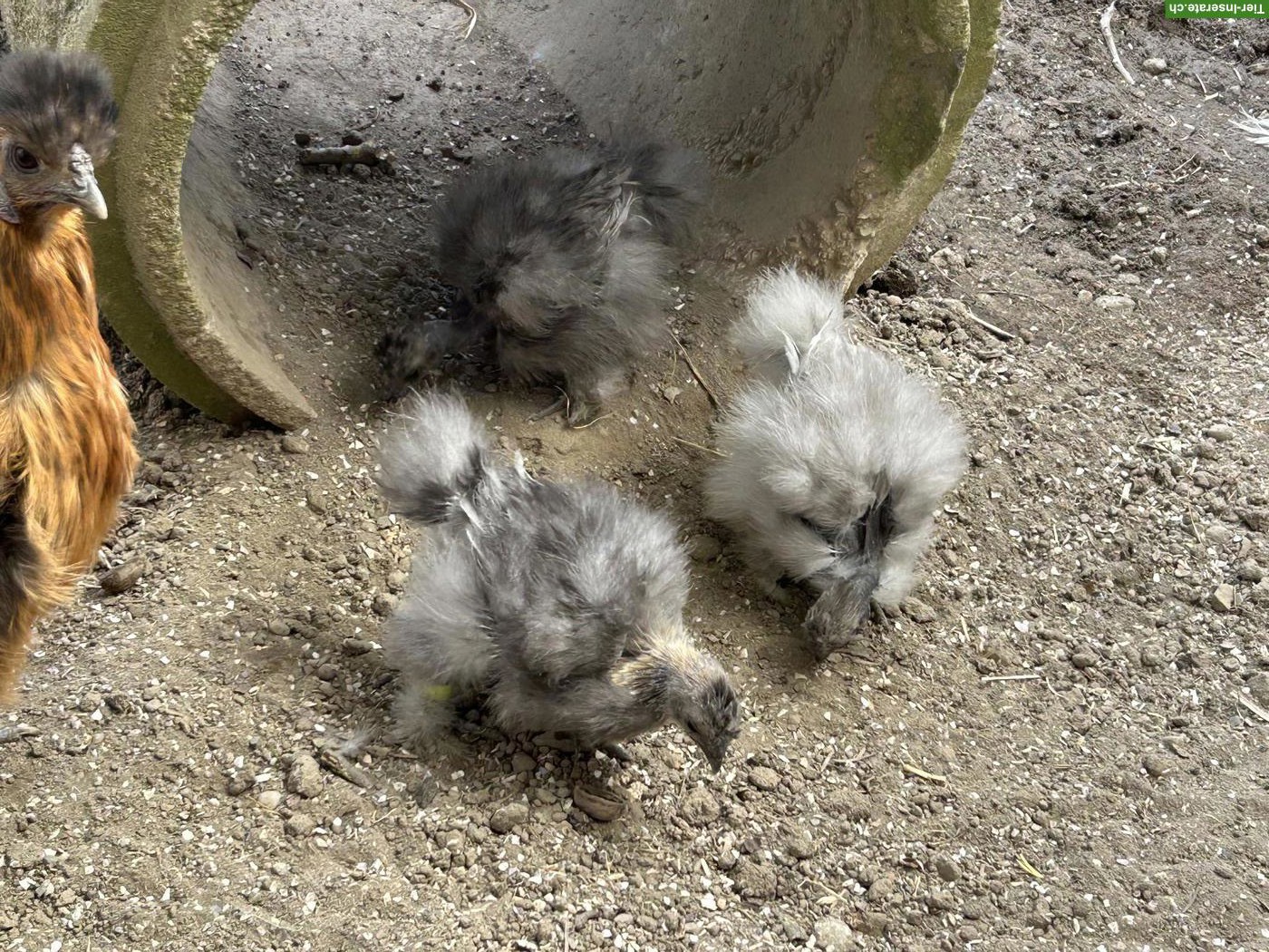 Bild 4: Seidenhuhn & 2 Showgirls zu verkaufen