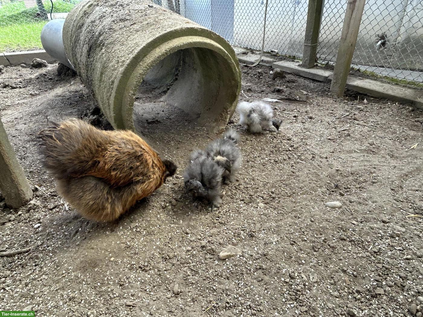 Bild 5: Seidenhuhn & 2 Showgirls zu verkaufen