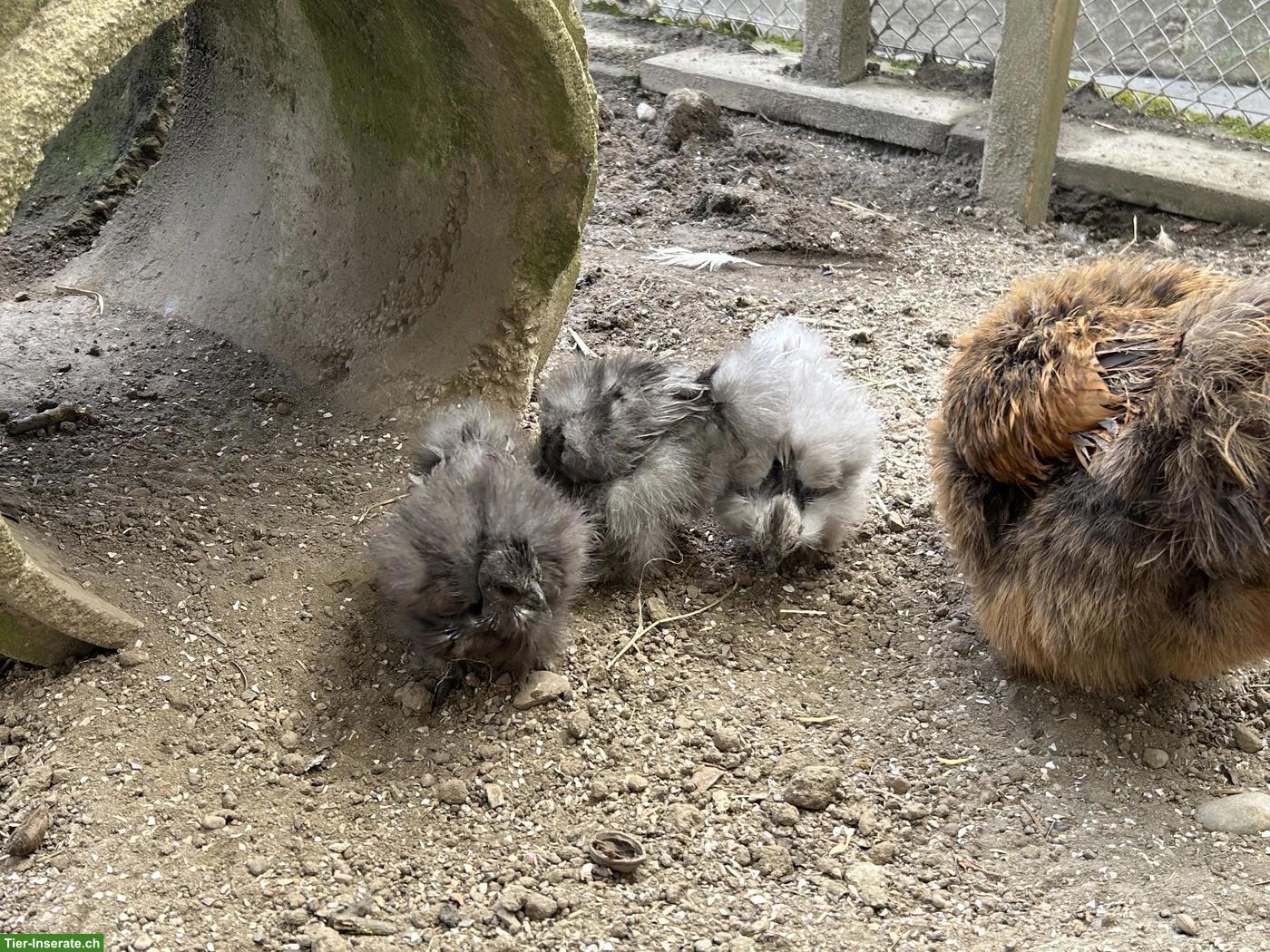 Bild 6: Seidenhuhn & 2 Showgirls zu verkaufen