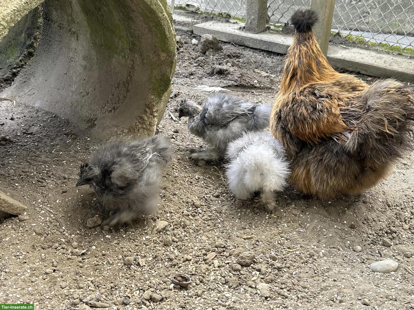 Bild 7: Seidenhuhn & 2 Showgirls zu verkaufen