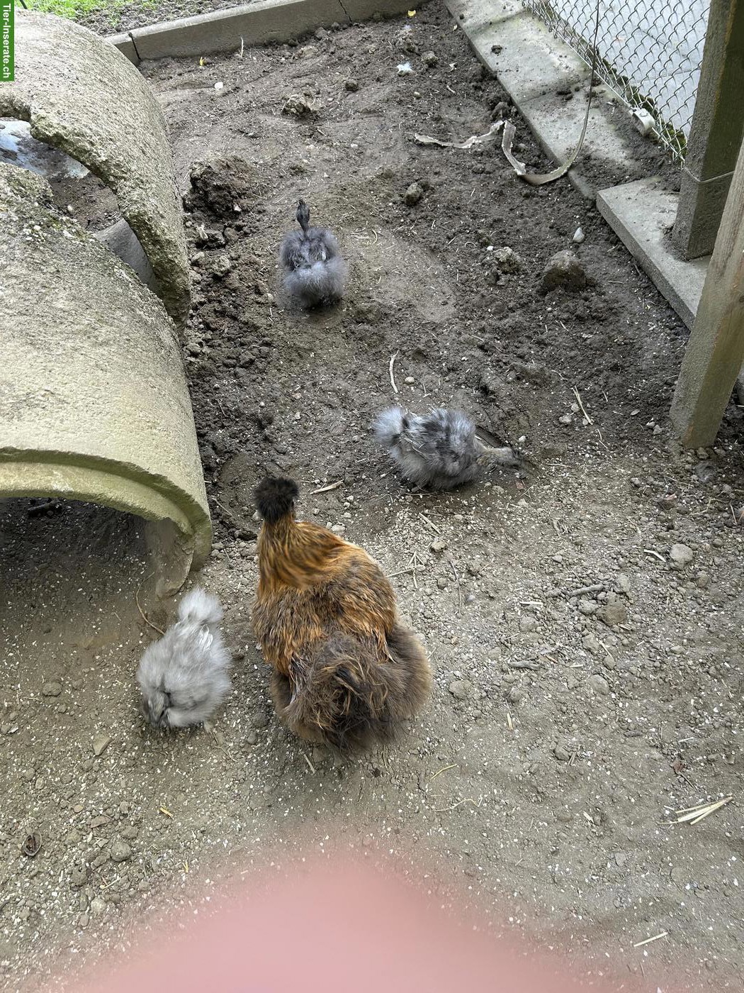 Bild 8: Seidenhuhn & 2 Showgirls zu verkaufen