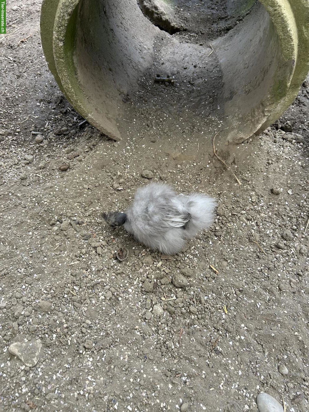 Bild 9: Seidenhuhn & 2 Showgirls zu verkaufen