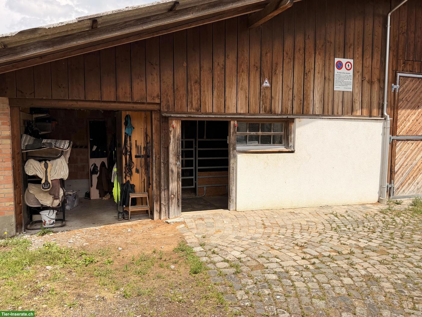 Bild 4: Pensionsponyplatz in grossem, privaten Offenstall (TG)