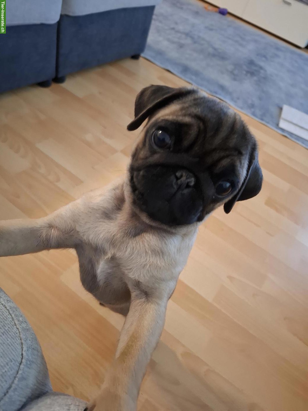 Süsse Mops Hündin sucht dringend ein Zuhause