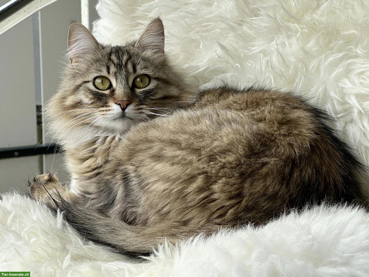 2 Katzen Damen suchen ein neues Zuhause