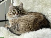 2 Katzen Damen suchen ein neues Zuhause