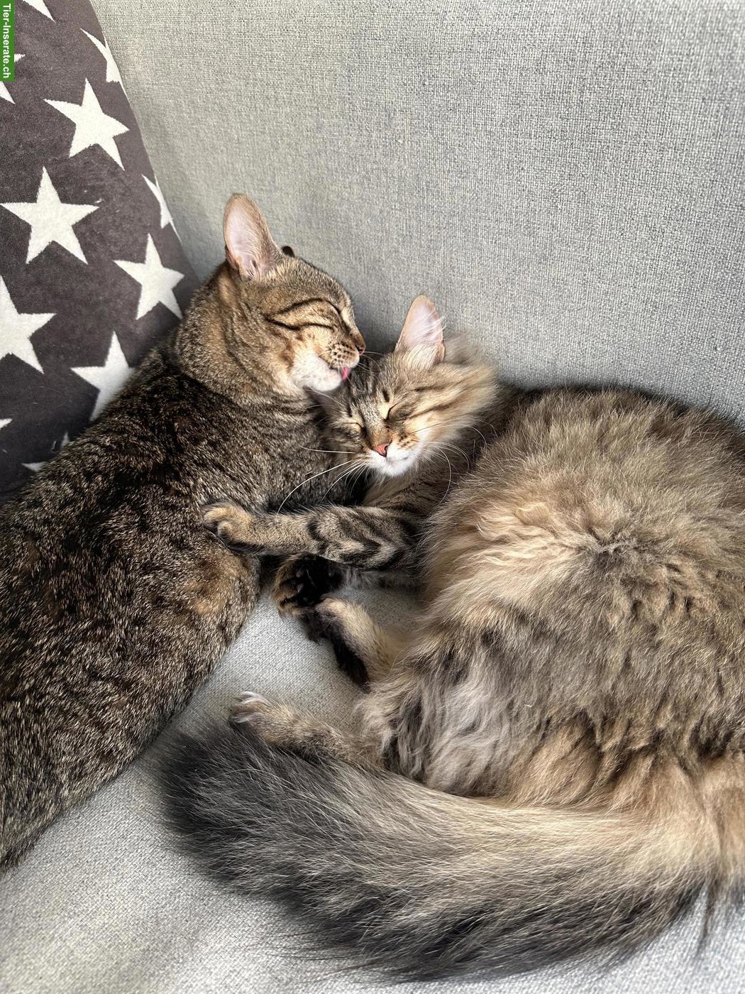 Bild 2: 2 Katzen Damen suchen ein neues Zuhause