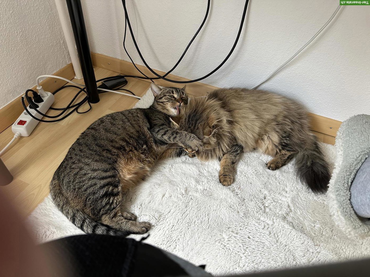 Bild 3: 2 Katzen Damen suchen ein neues Zuhause