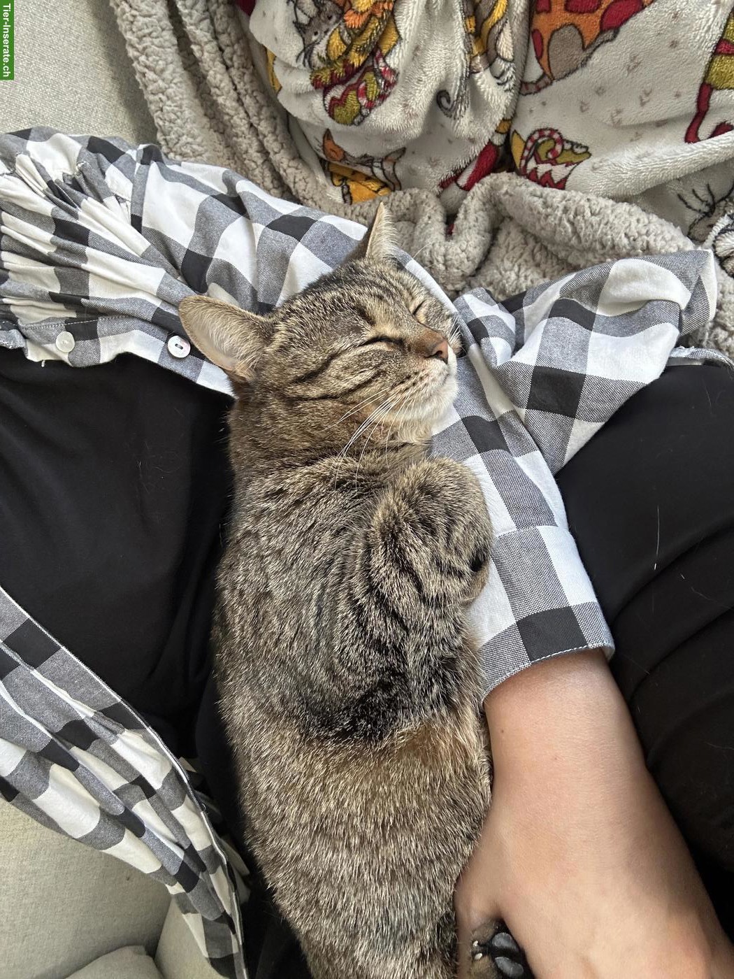 Bild 4: 2 Katzen Damen suchen ein neues Zuhause