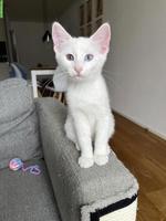 Wunderschöne Edel-Kitten & Tigerli (Küttigen) zu verkaufen