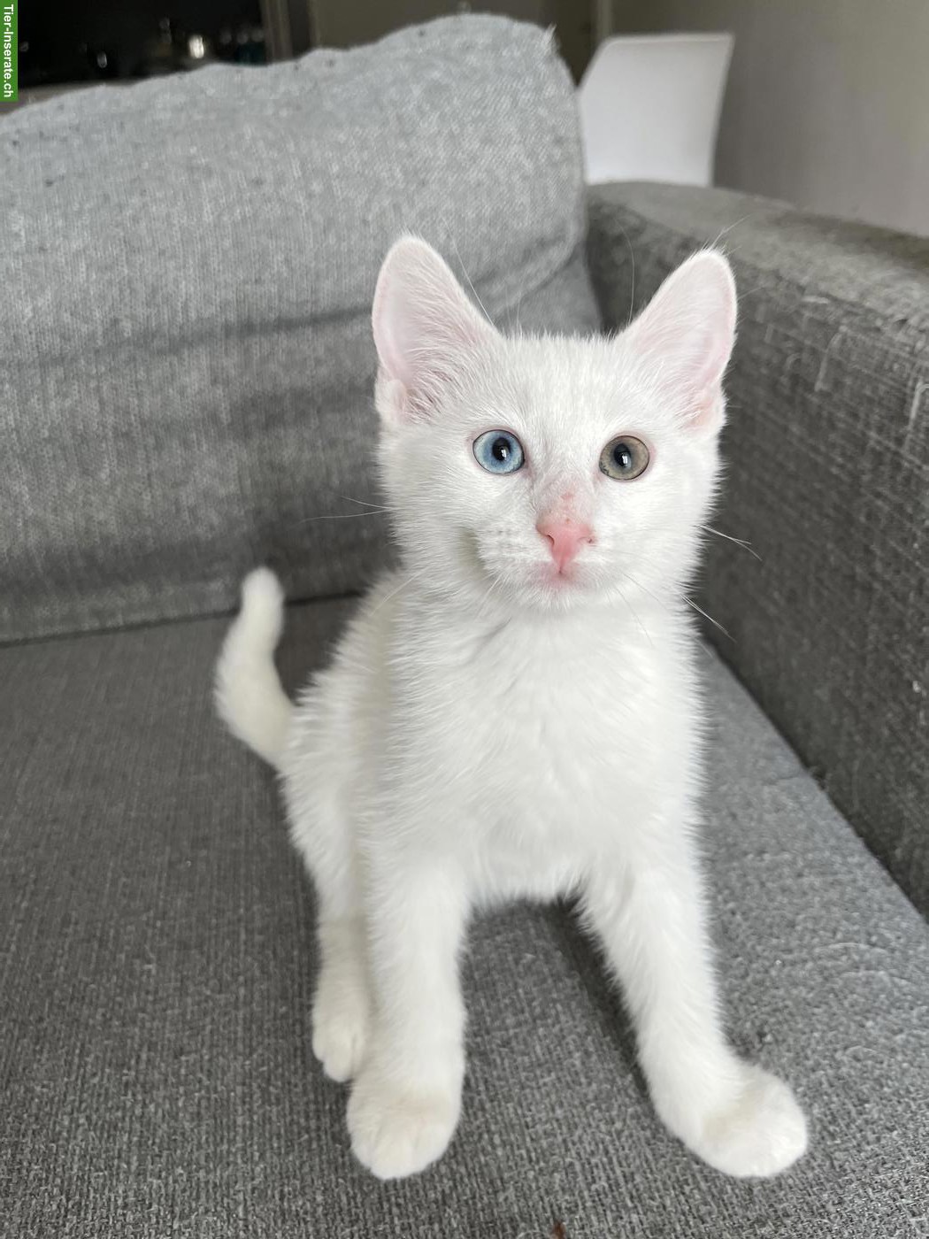 Bild 2: Wunderschöne Edel-Kitten & Tigerli (Küttigen) zu verkaufen