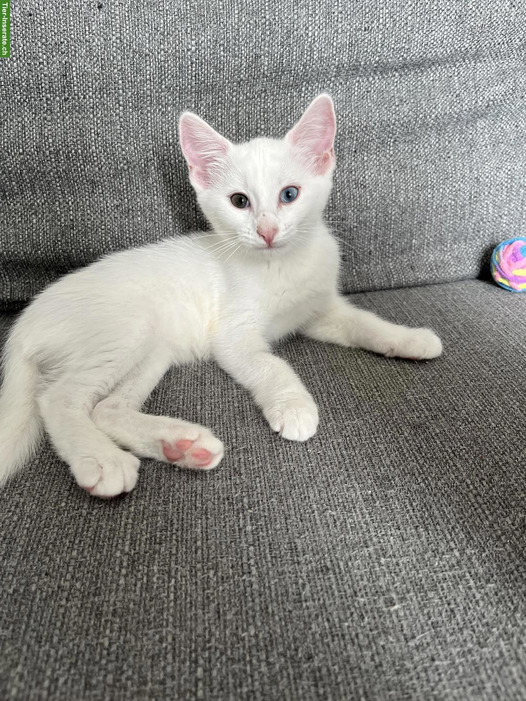 Bild 3: Wunderschöne Edel-Kitten & Tigerli (Küttigen) zu verkaufen