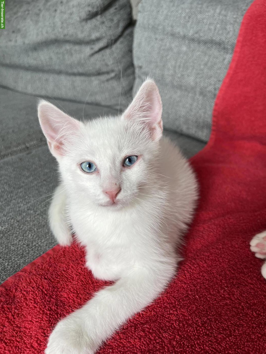 Bild 4: Wunderschöne Edel-Kitten & Tigerli (Küttigen) zu verkaufen