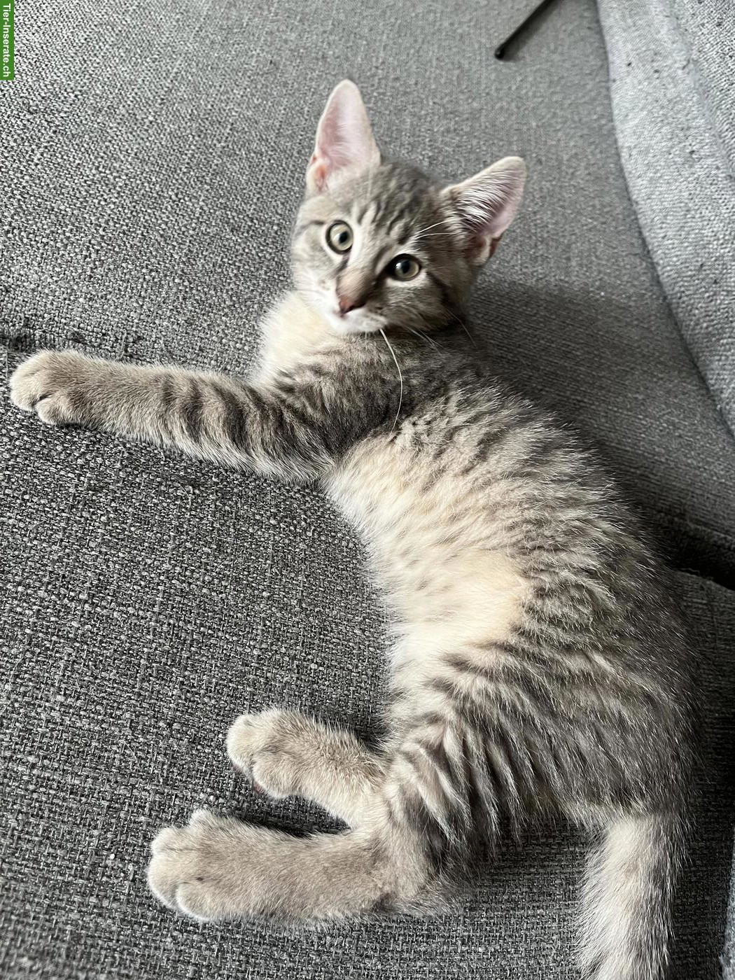 Bild 5: Wunderschöne Edel-Kitten & Tigerli (Küttigen) zu verkaufen