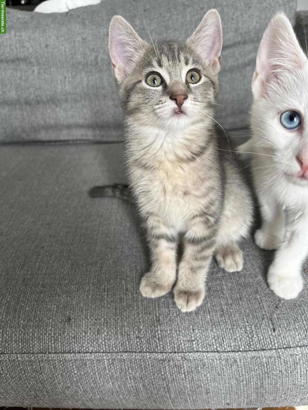 Bild 6: Wunderschöne Edel-Kitten & Tigerli (Küttigen) zu verkaufen