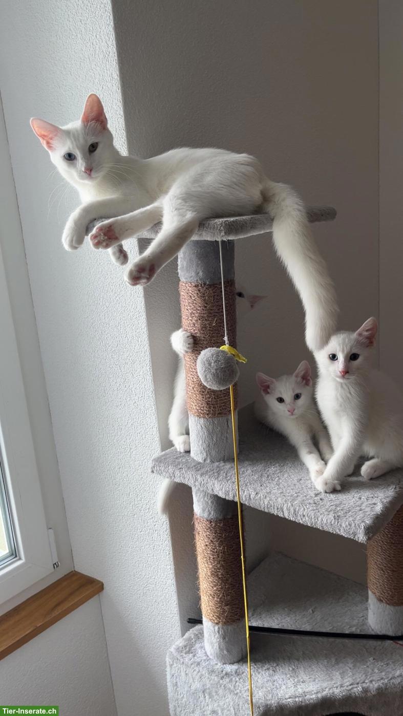 Bild 7: Wunderschöne Edel-Kitten & Tigerli (Küttigen) zu verkaufen