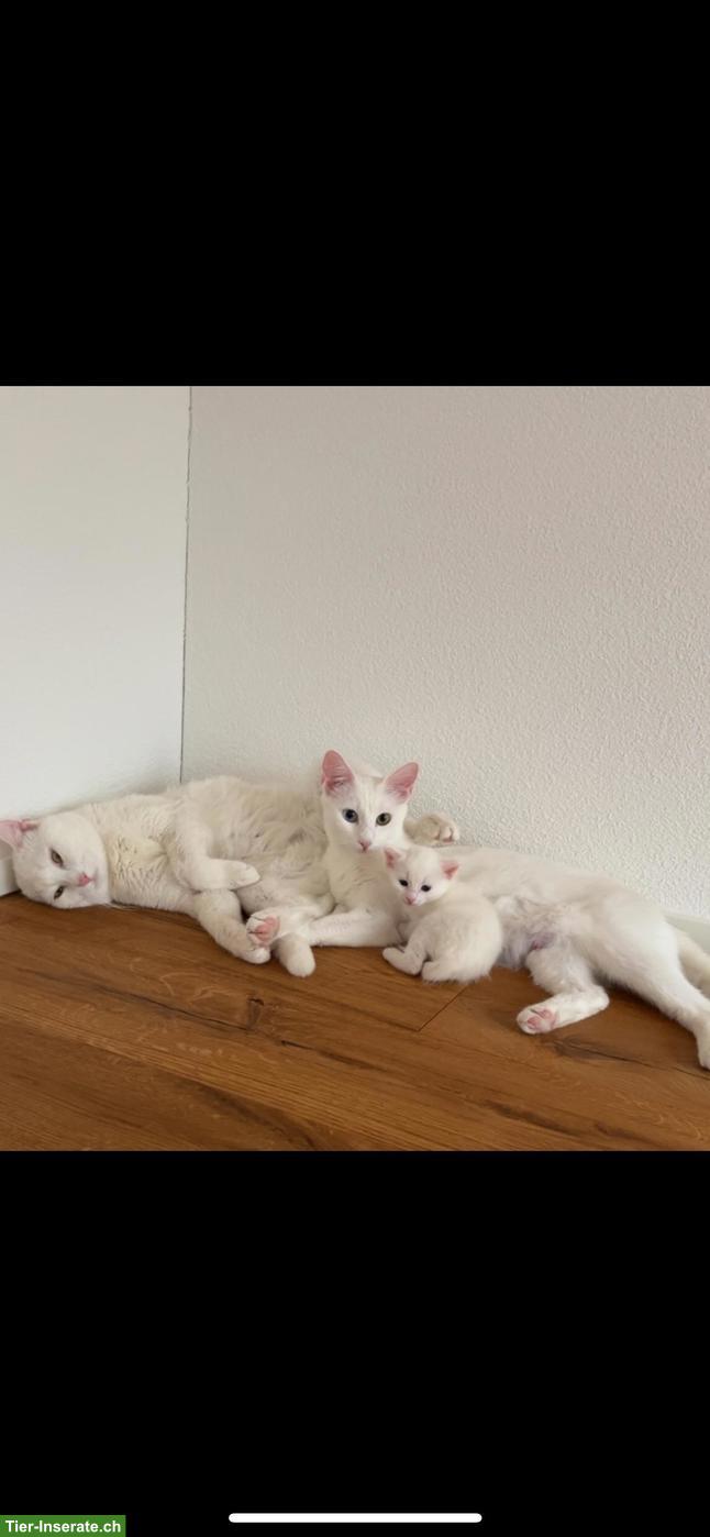 Bild 8: Wunderschöne Edel-Kitten & Tigerli (Küttigen) zu verkaufen
