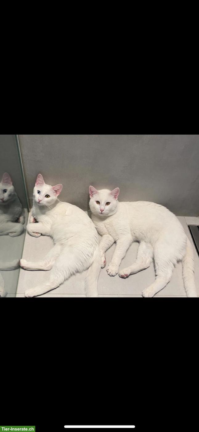 Bild 9: Wunderschöne Edel-Kitten & Tigerli (Küttigen) zu verkaufen