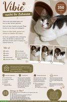 Katze Vibie die Anhängliche sucht liebevolles Zuhause