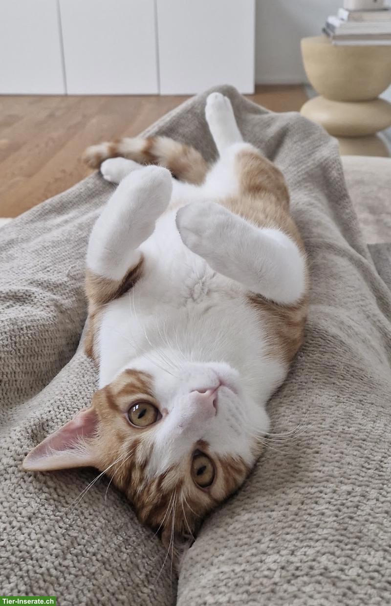 Verschmuster Kater 2-jährig sucht neues Zuhause