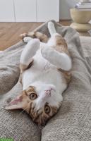 Verschmuster Kater 2-jährig sucht neues Zuhause