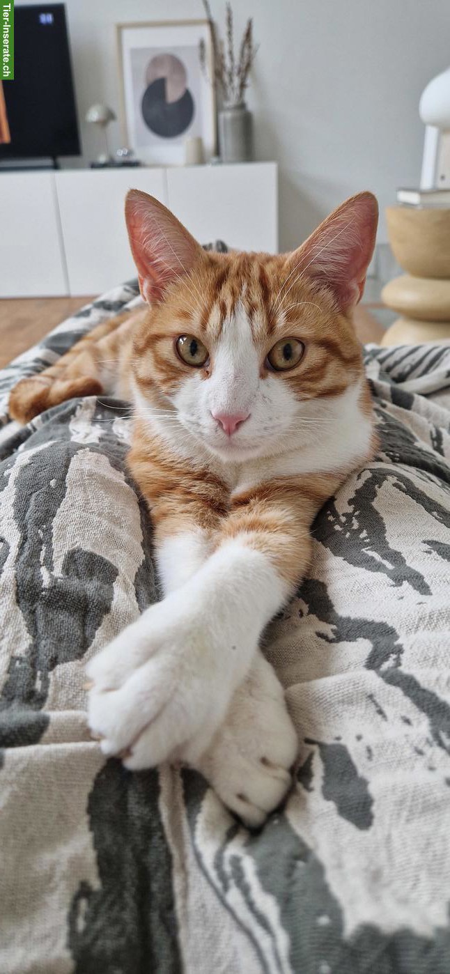 Bild 2: Verschmuster Kater 2-jährig sucht neues Zuhause