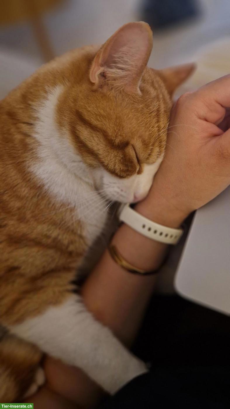 Bild 3: Verschmuster Kater 2-jährig sucht neues Zuhause