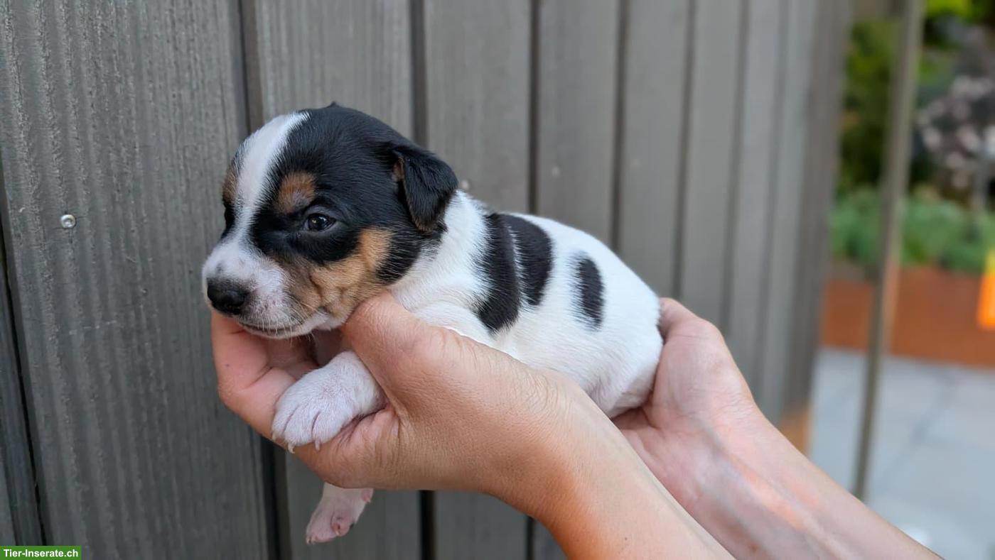 Jack Russell Terrier Rüde Welpe, hochbeinig, tricolor, glatthaar