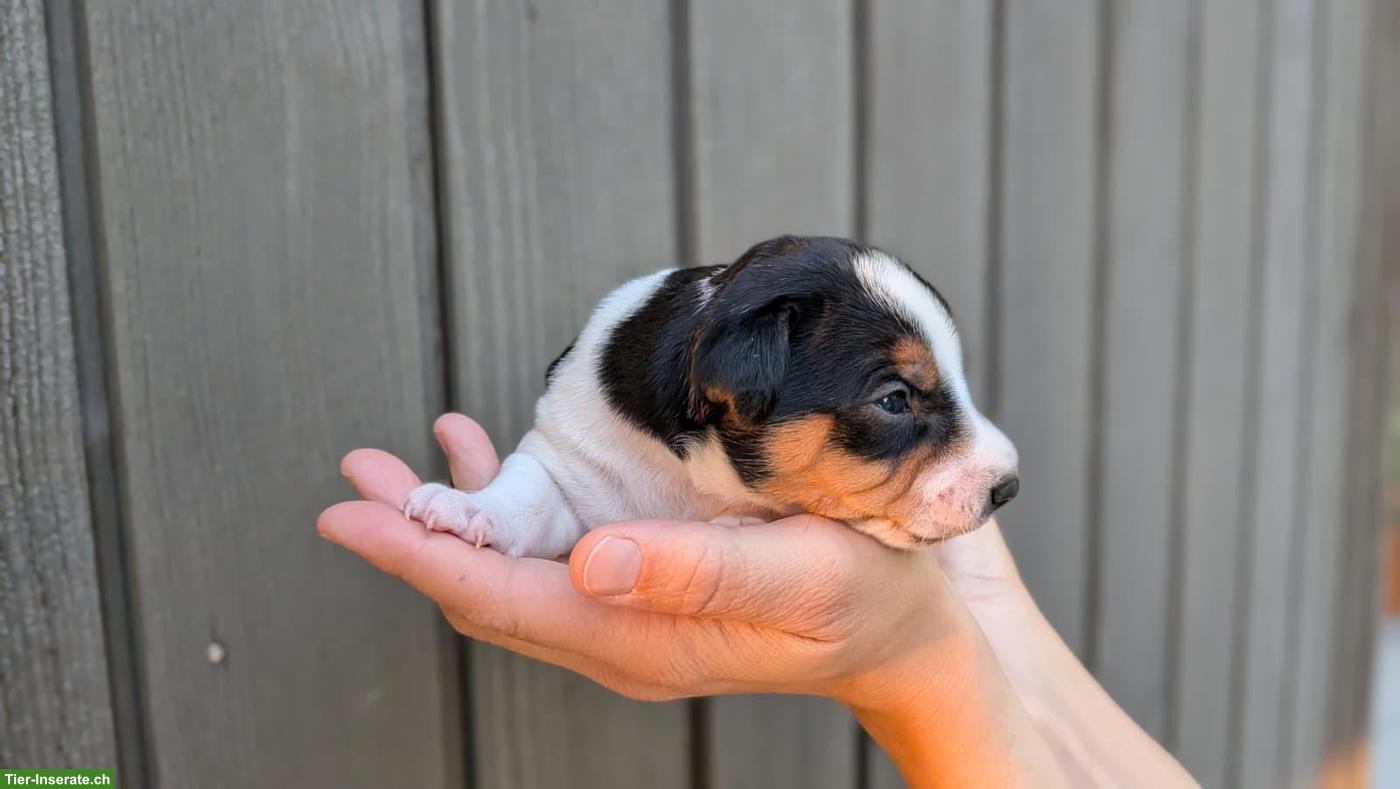Bild 6: Jack Russell Terrier Rüde Welpe, hochbeinig, tricolor, glatthaar