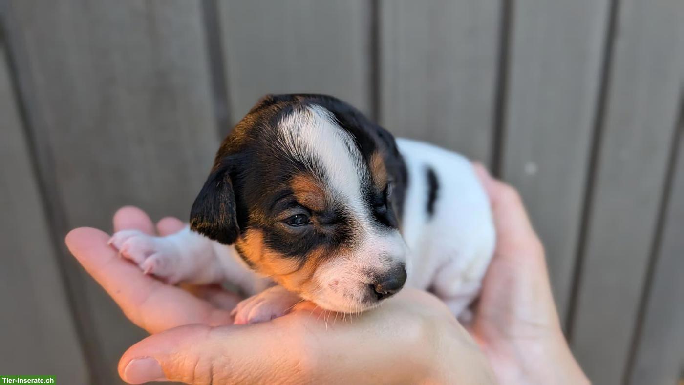 Bild 7: Jack Russell Terrier Rüde Welpe, hochbeinig, tricolor, glatthaar