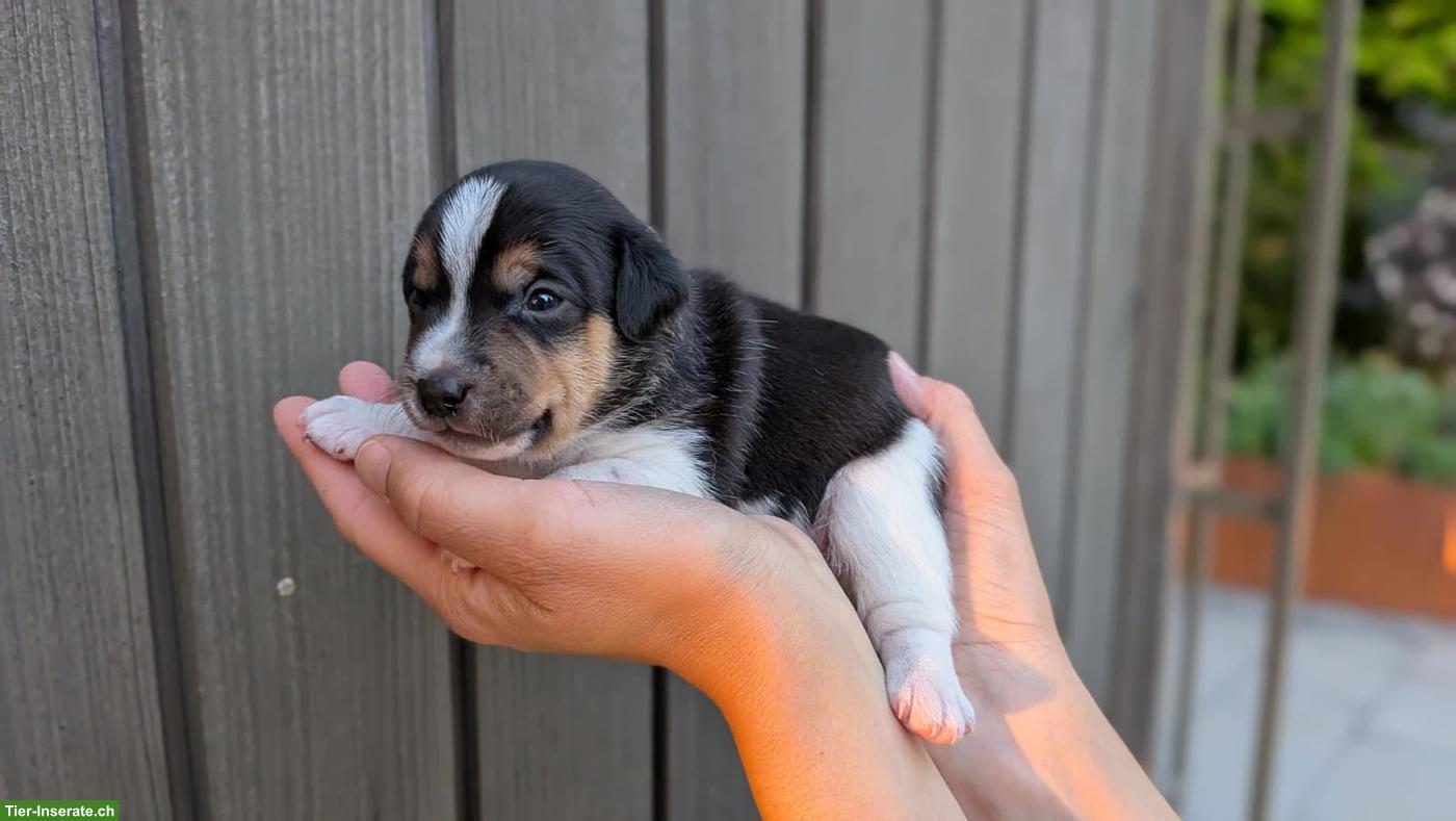 Jack Russell Terrier Welpe, Rüde, tricolor, glatthaar, hochbeinig