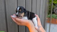 Jack Russell Terrier Welpe, Rüde, tricolor, glatthaar, hochbeinig