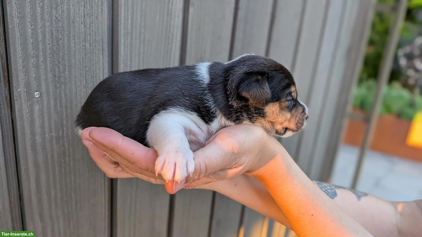Bild 4: Jack Russell Terrier Welpe, Rüde, tricolor, glatthaar, hochbeinig