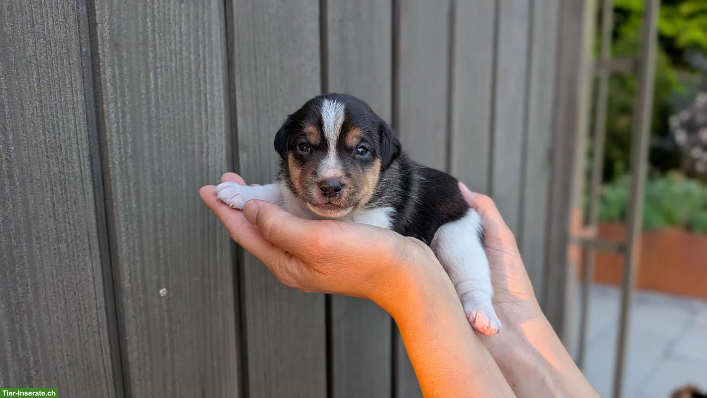 Bild 5: Jack Russell Terrier Welpe, Rüde, tricolor, glatthaar, hochbeinig