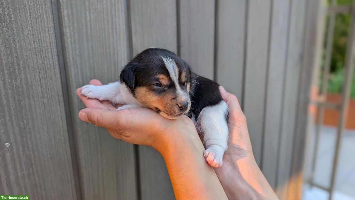 Bild 6: Jack Russell Terrier Welpe, Rüde, tricolor, glatthaar, hochbeinig