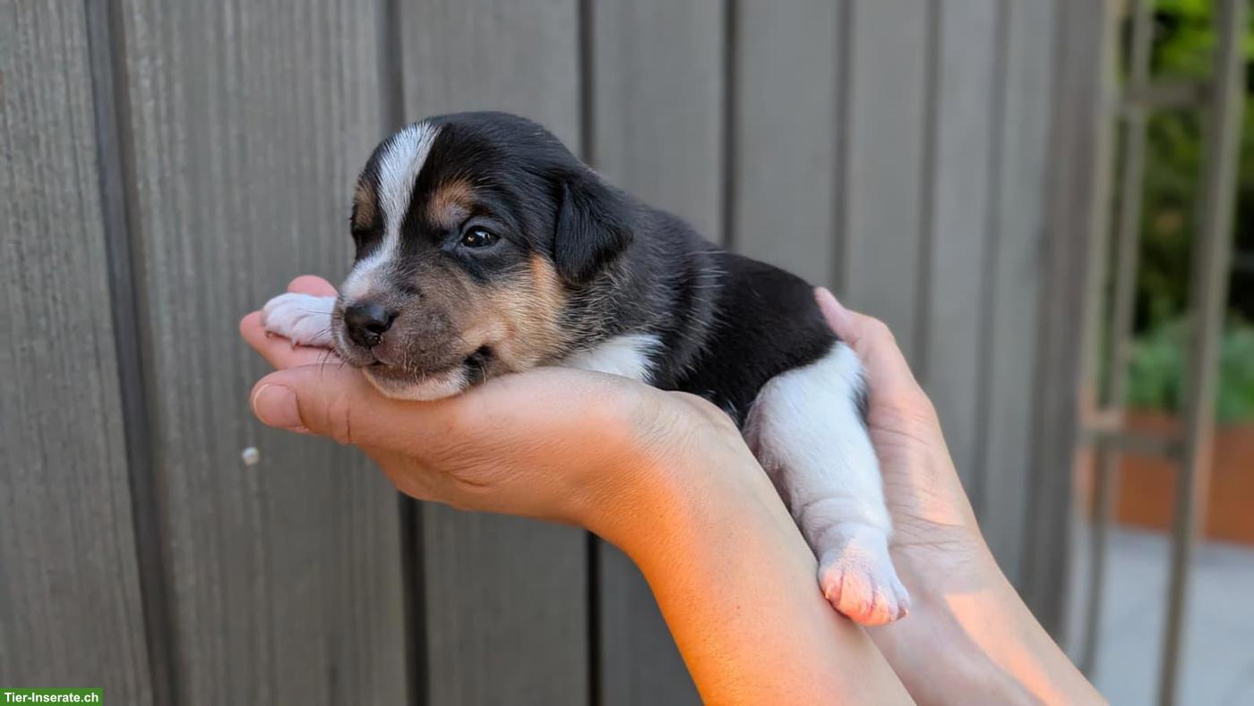 Bild 8: Jack Russell Terrier Welpe, Rüde, tricolor, glatthaar, hochbeinig