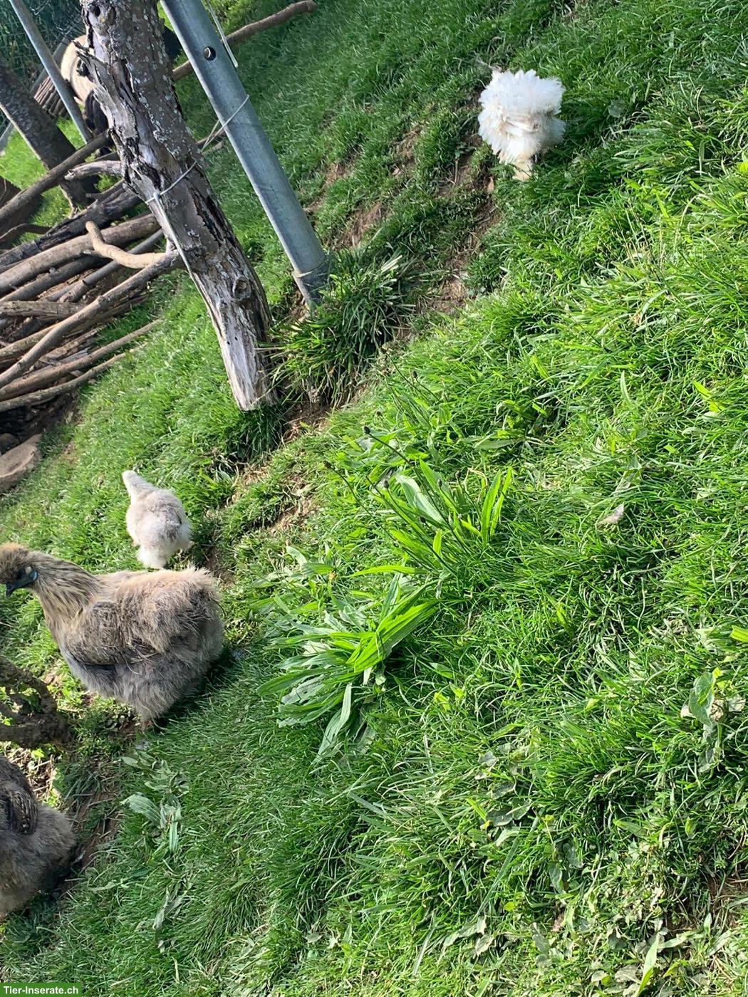Bild 3: Zwergpaduaner / Zwerg- und Seidenhühner zu verkaufen